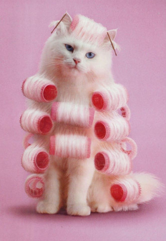 katzen waschen tiere katze haustiere