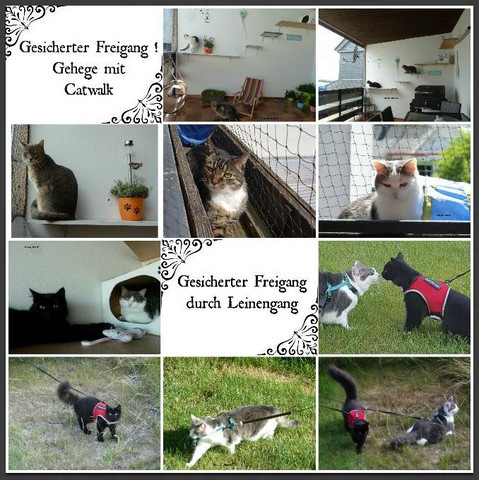 - (Tiere, Hund, Katze)