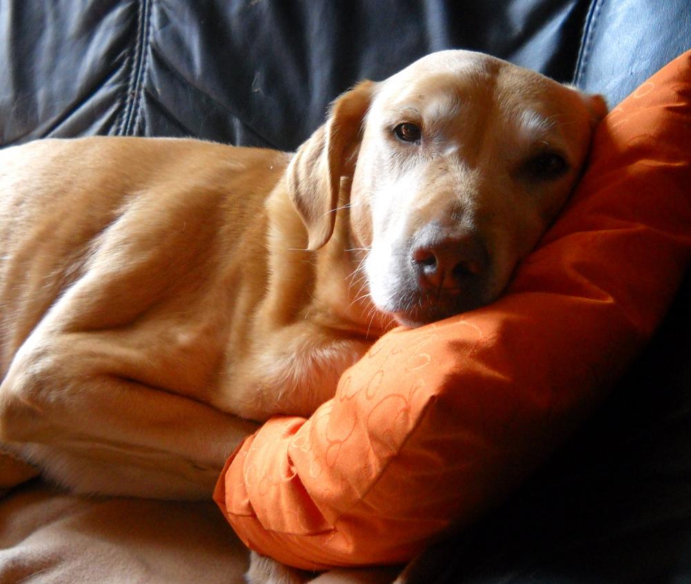 Wie alt kann ein Mischling werden (Kinder, Hund, Haustiere)