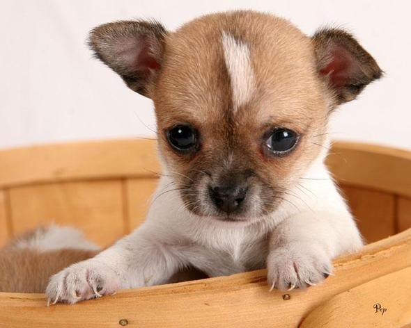 Wie heißen die kleinen Hunde mit den Glubschaugen? (Hund)