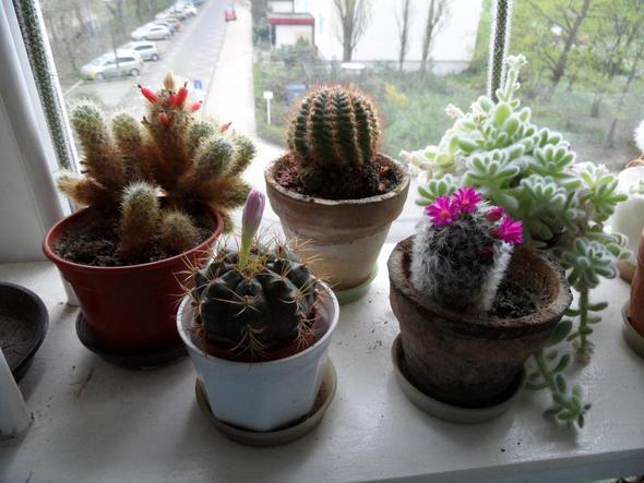 mein blühendes Kakteenfenster - (Kaktus, Topf, zu klein)
