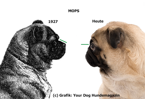 Seid Ihr Fur Das Verbot Bestimmter Hunderassen Hund Gesetz