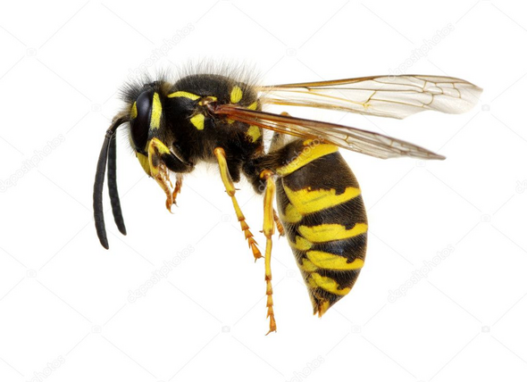  - (Natur, Insekten, Bienen)