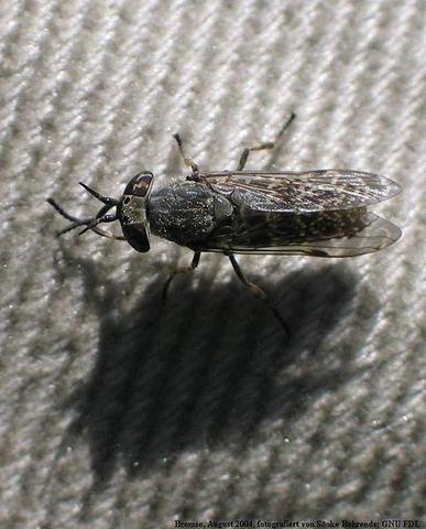 Tabanida - (Insekten, fliegen, Ungeziefer)
