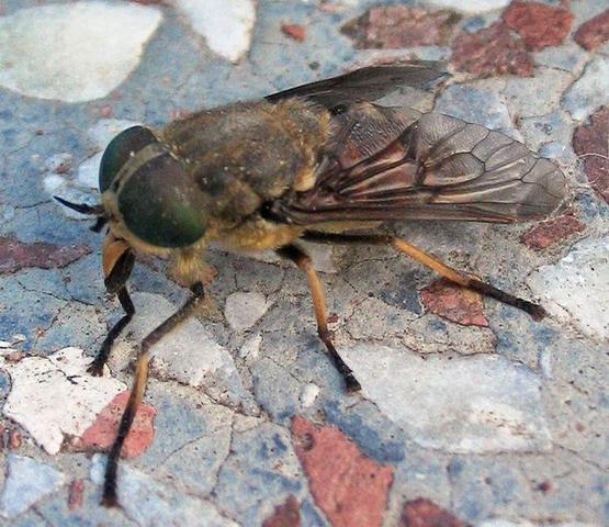 Tabanus bromius - (Insekten, fliegen, Ungeziefer)