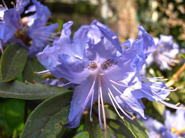 Azalee - (Schule, Pflanzen, Blumen)