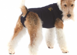 Franzosische Bulldogge Ist Laufig Tipps Fur Hosen Hose