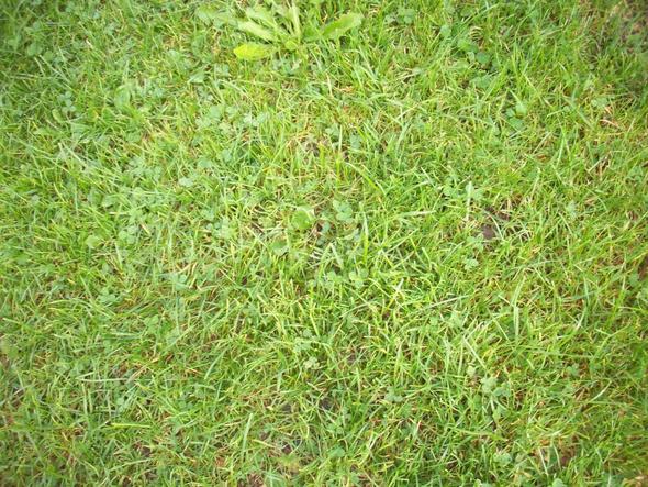 wie bekomme ich dieses Jahr endlich einen wunderschönen Rasen (Garten)