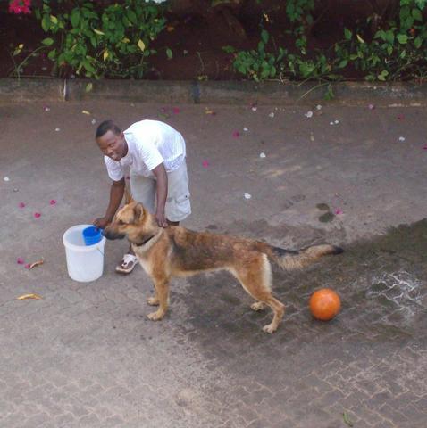 Lasko 2 Jahre alt. - (Hund, Rasse, Rhodesian Ridgeback)