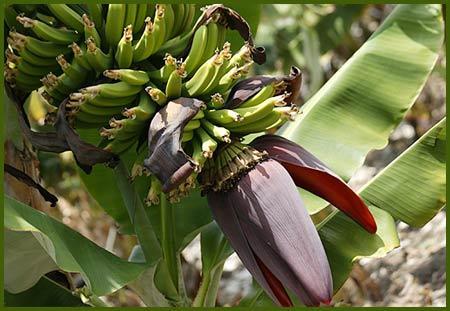 Banane - (Wissen, Pflanzen, Obst)