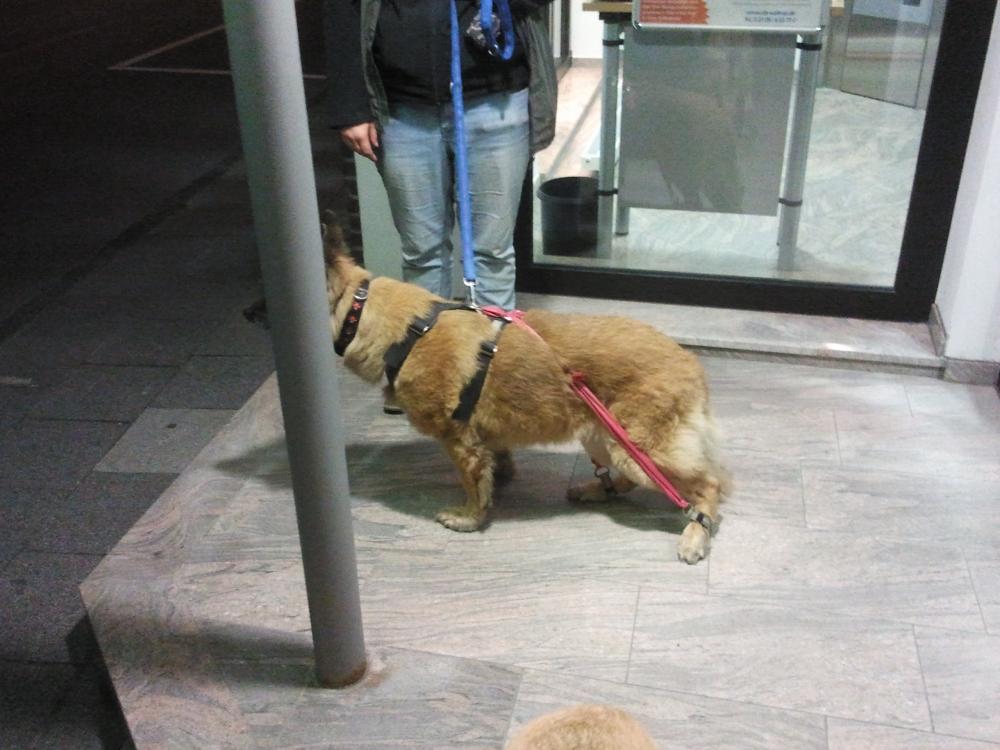 hund verrückt nach äpfeln. (essen, Apfel, essverhalten)