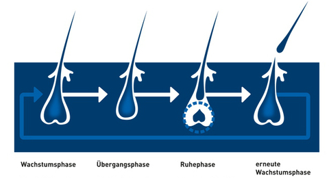 haare haarausfall schuppen