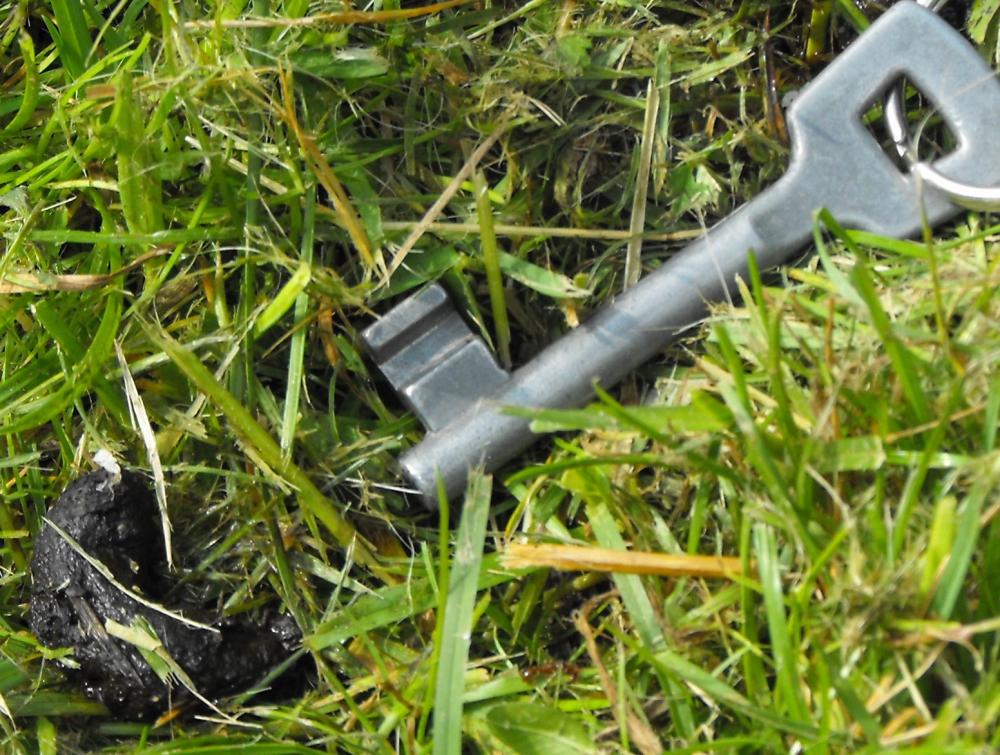 Ich habe in der letzter Zeit, oft tierischen Kot im Garten