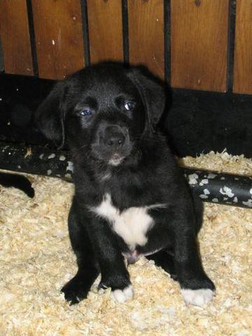Labrador - (Hund, Hunderasse, pitbull)