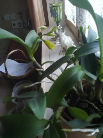wie heisst diese Blume? - (Garten, Pflanzen, Blumen)