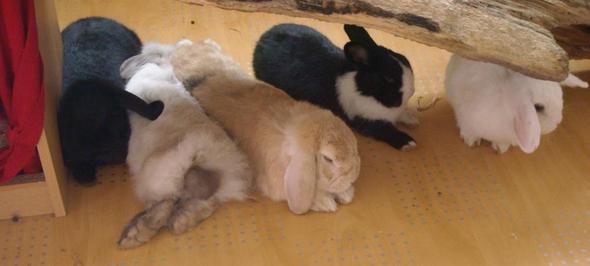 fghh - (Kaninchen, Zwergkaninchen)