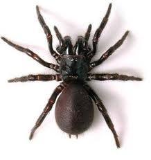 Australische oder Sydney Trichternetzspinne - häufig tödlich - (Tiere, Spinnen)