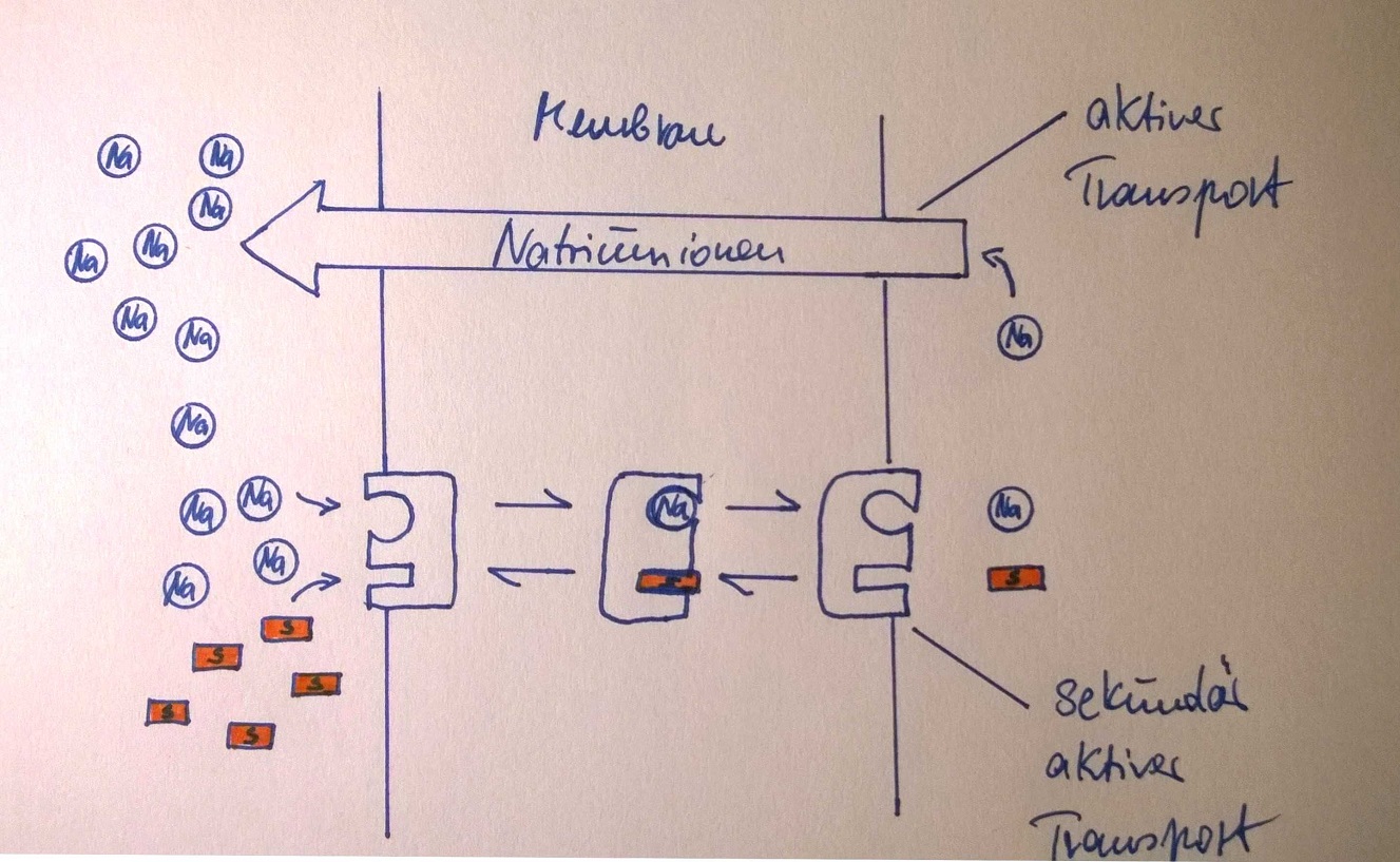 Biomembran aktiver transport? (Schule, Biologie)