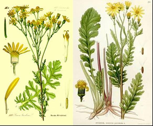 Jakobskkraut - (Biologie, Pflanzen, Blumen)