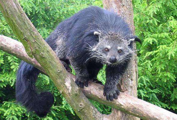 Binturong - (Tiere, Biologie, Katze)