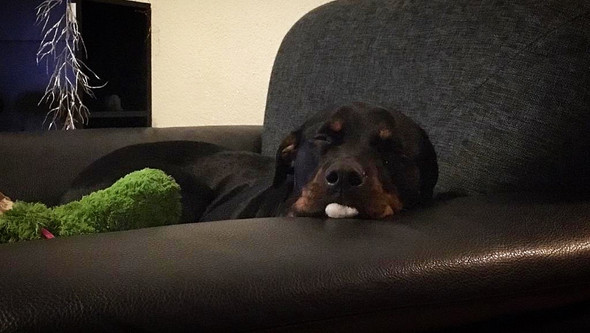 - (Hund, Müdigkeit)