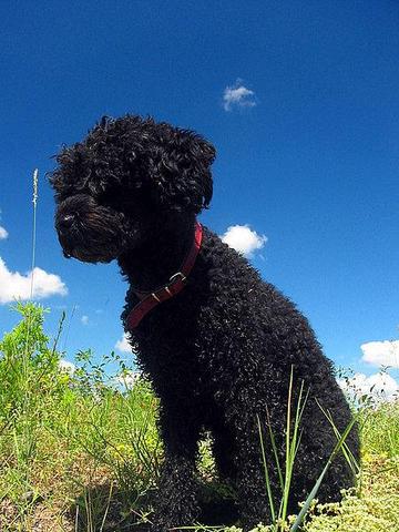 pudel mit natürlicher schur - (Hund, Freundin, Hunderasse)