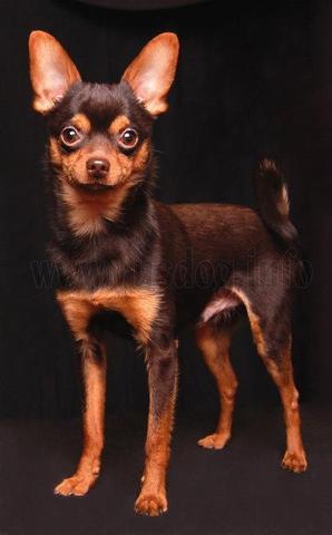 russischer pinscher - (Hund, Hunderassen)