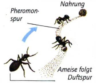  - (Tiere, Ameisen)