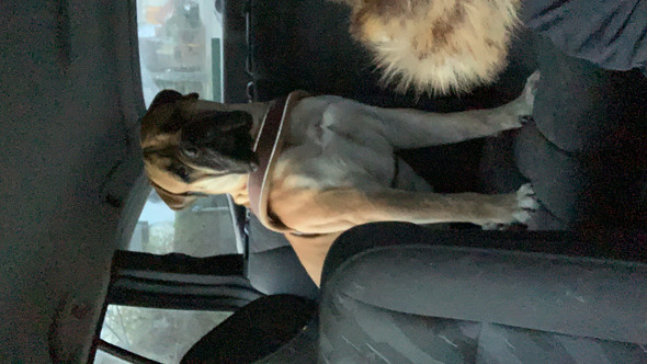 weiss irgendwer welche hunderasse das ist film tiere hund