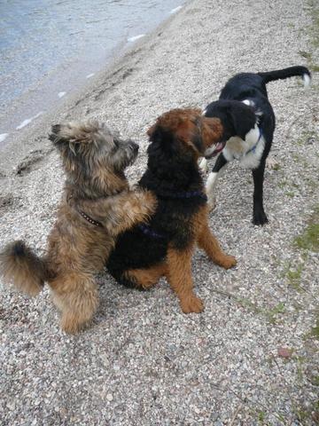 in der mitte mein hund - (Tiere, Hund, Haustiere)