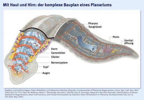 Bilduntertitel eingeben... - (Schule, Rätsel)