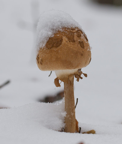 Parasol Essen In Wien Reisen Und Urlaub Gunstig Restaurant
