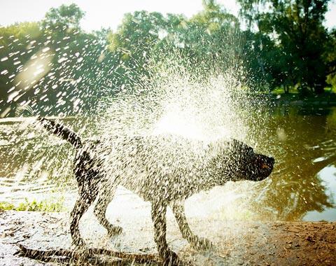 schüttelnder hund - (Hund, Wasser, schwimmen)