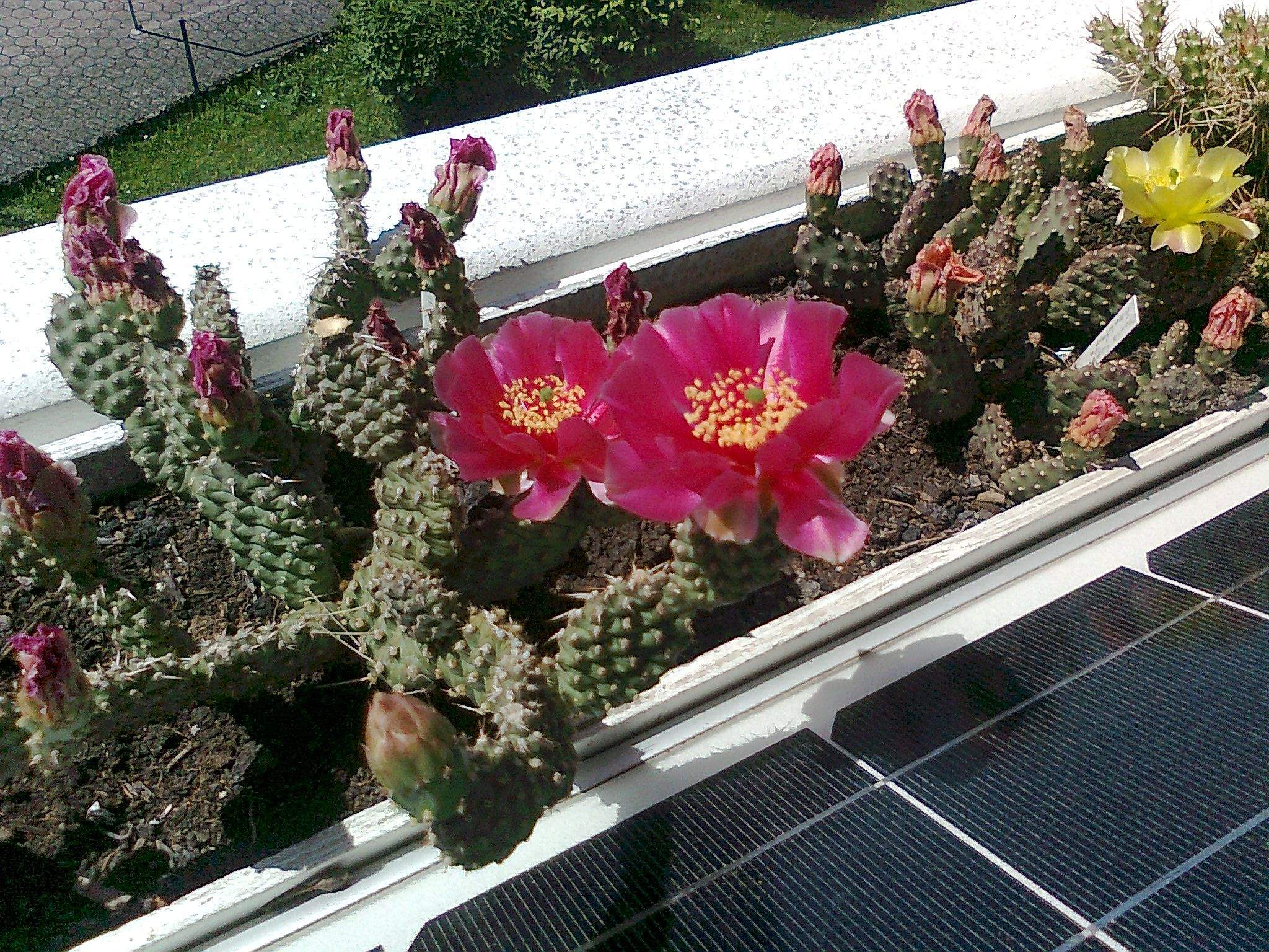 Kaktus kürzen/schneiden? (Gesundheit und Medizin, Pflanzen, Natur)