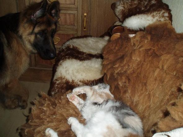 Teddy und Kitty - (Katze, Welpen, Rottweiler)