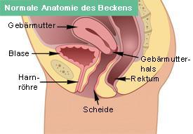Normale Anatomie des weiblichen Beckens - (Periode, Tampon)