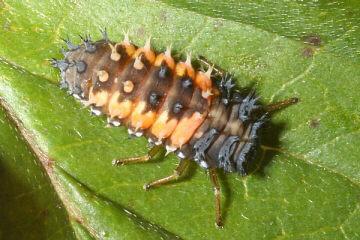 Marienkäfer larve - (Tiere, Biologie, Insekten)