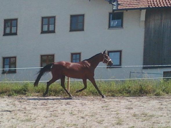 Trab - (Pferd, Foto, Fotografie)