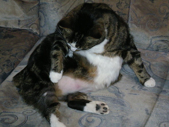 ubliche verdachtige sind ausgeschlossen katze hat fellausfall haarverlust gesundheit und medizin tiere katzen