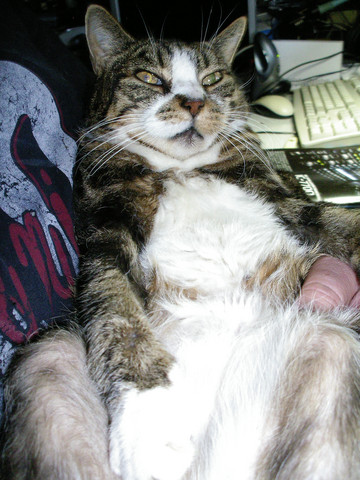 katze hat fellausfall