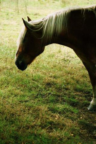 Er schaut dem Gras beim wachsen zu :P - (Pferd, Foto, Fotografie)