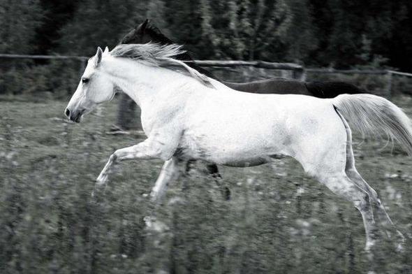 In aktion - (Pferd, Foto, Fotografie)