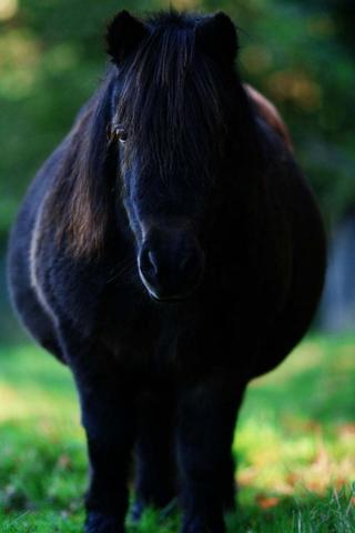 Heidi´s Bikinifigur - (Pferd, Foto, Fotografie)