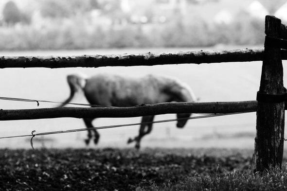 Zicke :) - (Pferd, Foto, Fotografie)