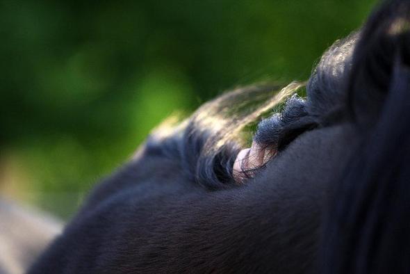 Detail - (Pferd, Foto, Fotografie)