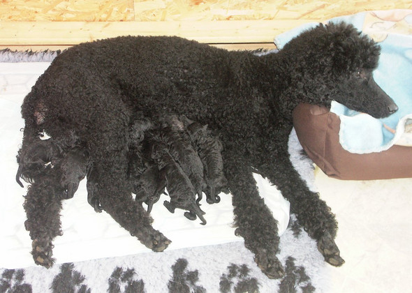 Wie lange nach Geburt von Welpen warten bis zum Tierarzt? (Hund