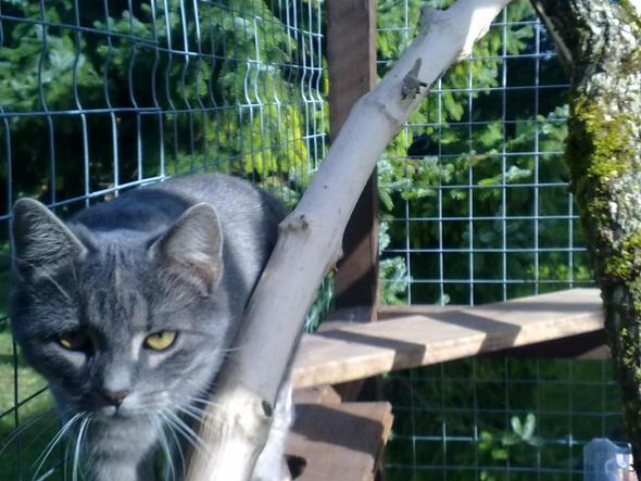 Die Mama - (Katzen, Garten, Sicherheit)