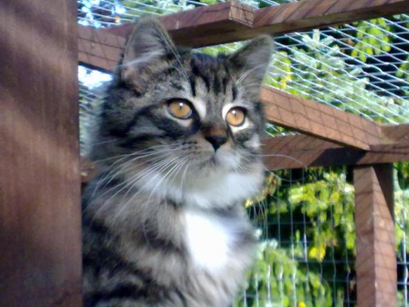 Rocky - (Katzen, Garten, Sicherheit)