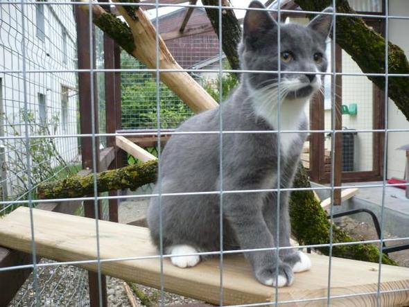 Brüderchen Balou - (Katzen, Garten, Sicherheit)
