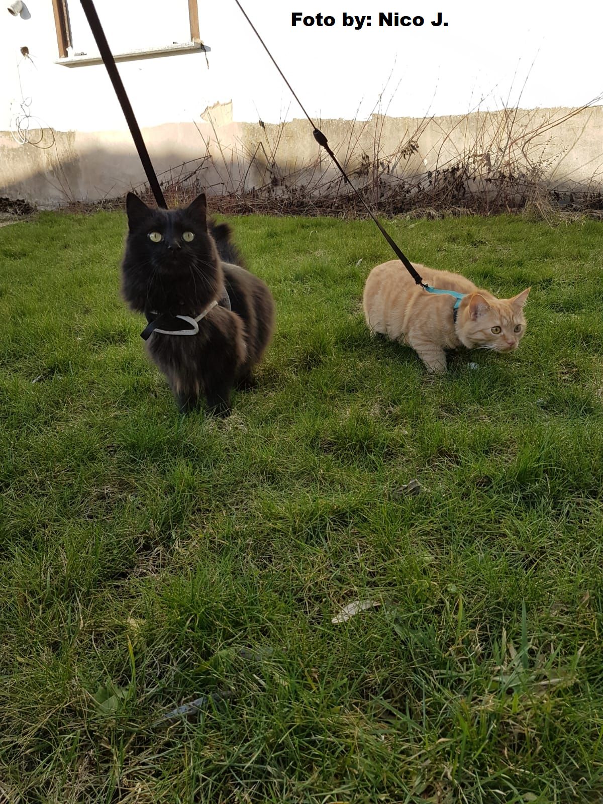 Mit Katzen an der Leine gehen Bastianoso Garten, Igor
Mit Katzen an der Leine gehen Bastianoso [Garten, Igor
![Leine für Katzen? (Tiere, Katze, Garten)